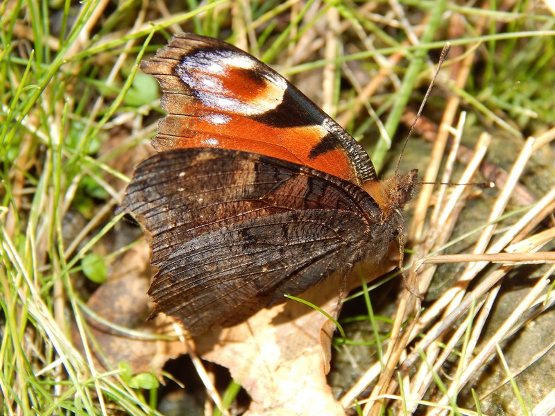 Parco del Ticino 9/2/14 :Aglais io